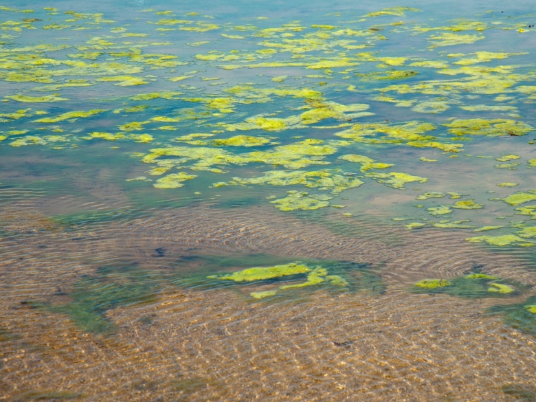 Эвтрофикация Балтийского моря