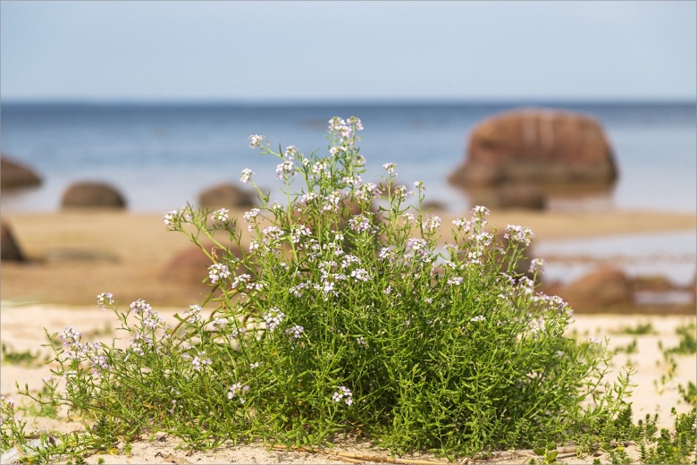 Вереск цветы на берегу финского залива