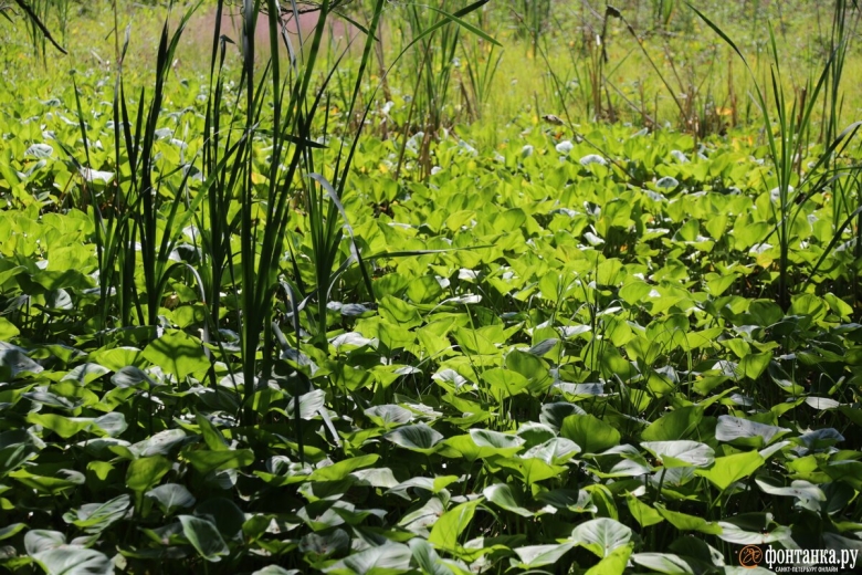 Внешние острова финского залива