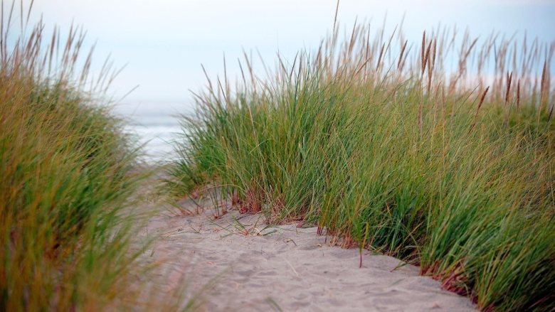 Тростник на финском заливе