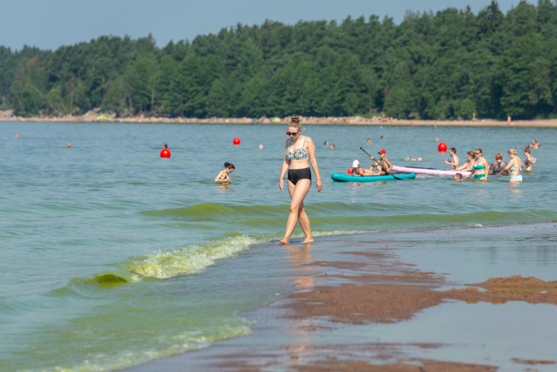 Финский залив зеленый
