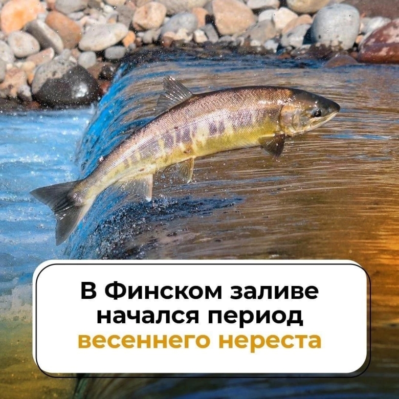 Сколько рыба может прожить без воды