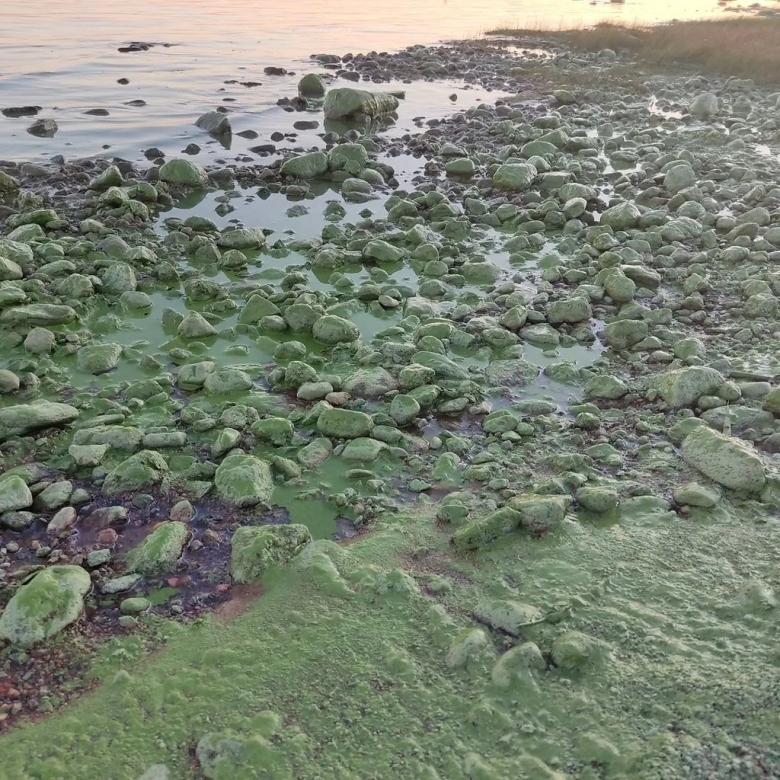 Цветение воды финский залив