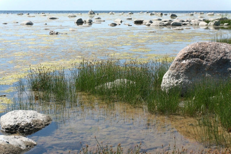 Растительность финского залива