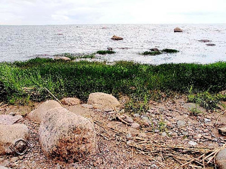 Растения на берегу финского залива