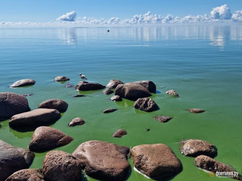 Цветение финского залива