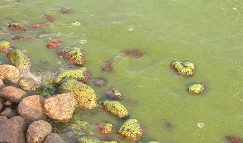 Водоросли в финском заливе