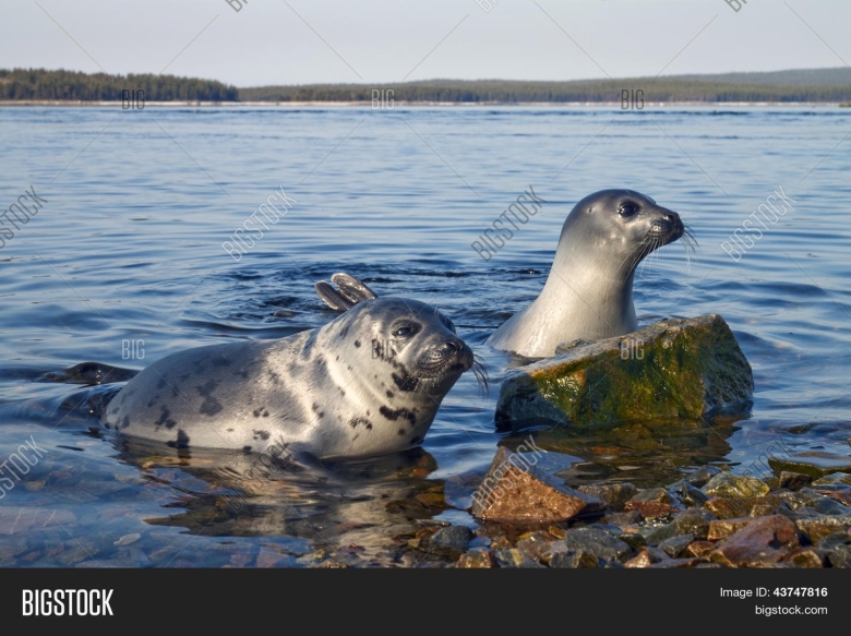 Кургальский заповедник финский залив