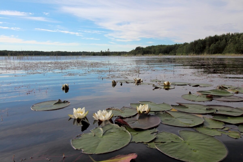 Кувшинки на финском заливе