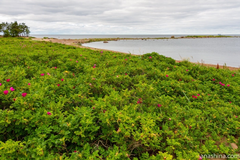 Шиповник морской Дальневосточный