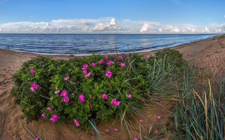 Дальневосточный морской заповедник шиповник