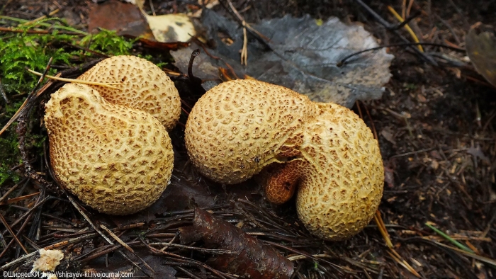 Ложнодождевик пятнистый