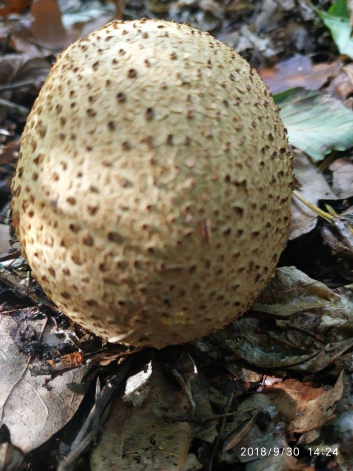 Ложнодождевик обыкновенный