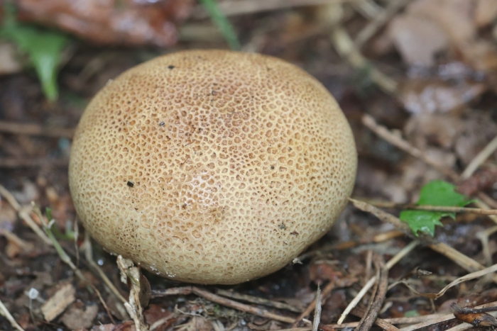 Склеродерма порховка