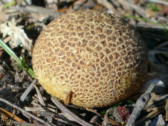 Scleroderma citrinum