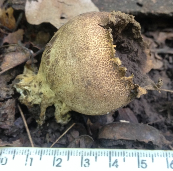 Ложнодождевик бородавчатый гриб