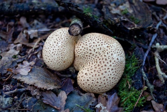 Scleroderma citrinum