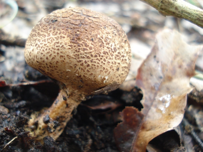 Ложнодождевик луковичный