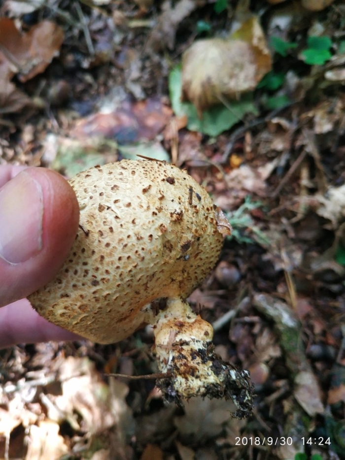 Гриб дождевик ложный