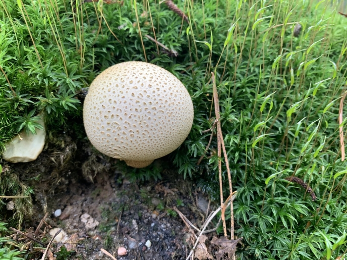 Scleroderma citrinum