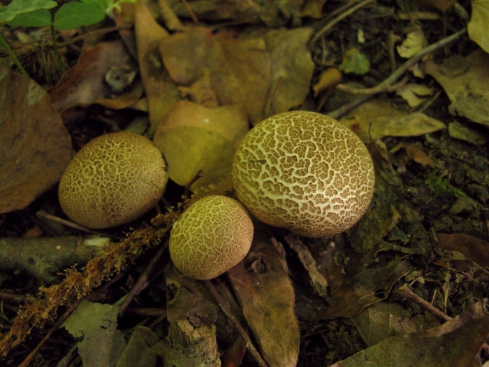 Ложнодождевик пятнистый