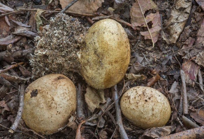 Ложнодождевик порховковый