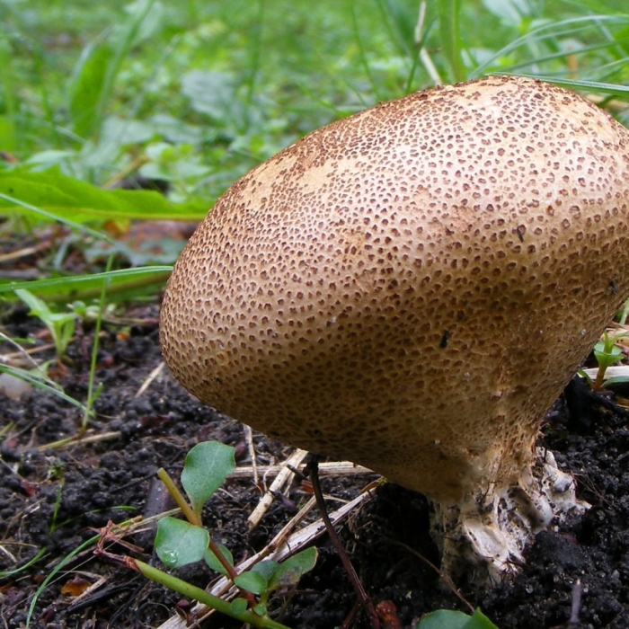 Ложнодождевик бородавчатый