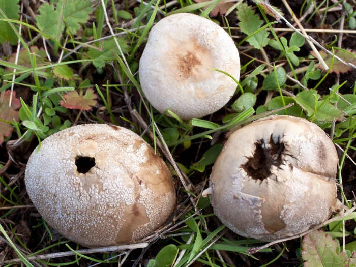 Гриб lycoperdon perlatum