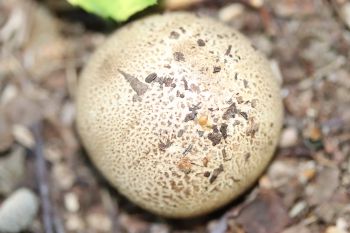 Ложный дождевик гриб