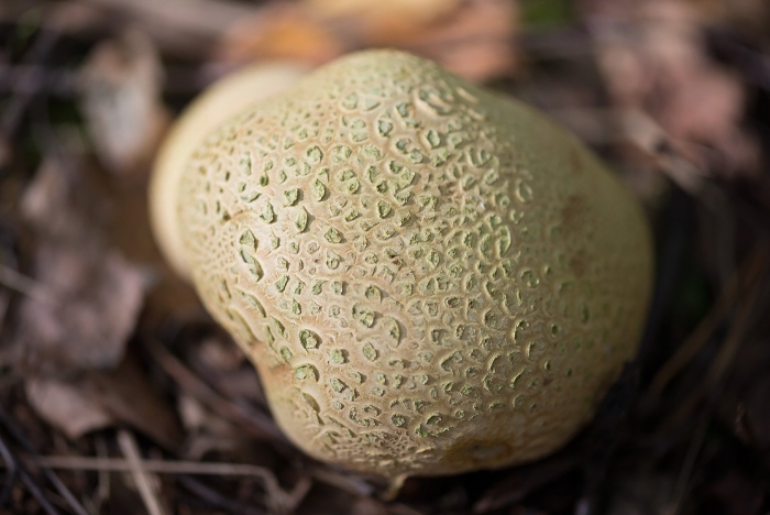 Ложнодождевик бородавчатый