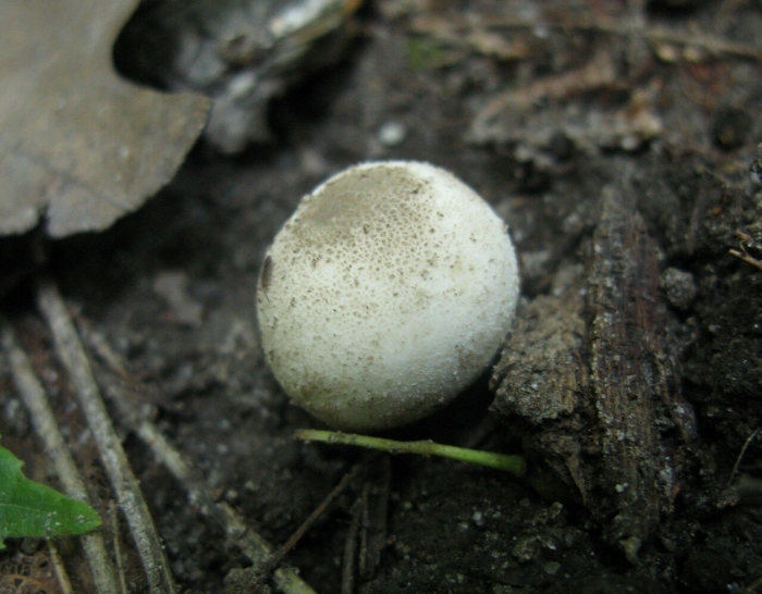 Гриб дождевик съедобный