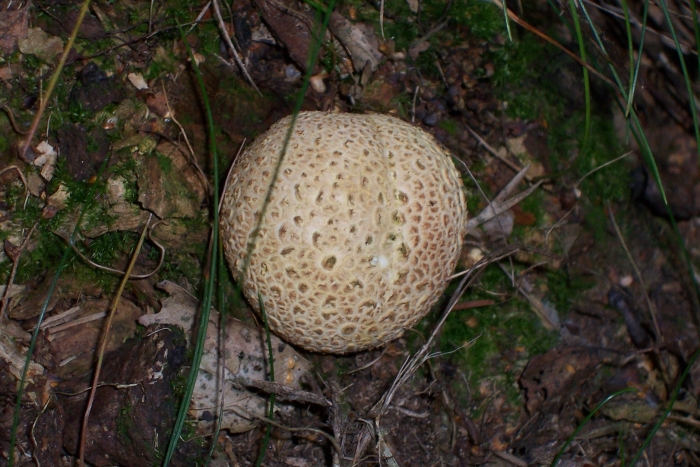 Scleroderma citrinum