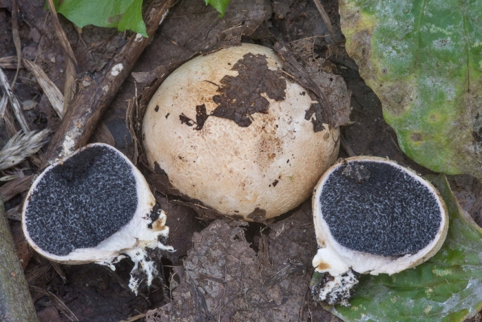 Ложнодождевик звёздчатый