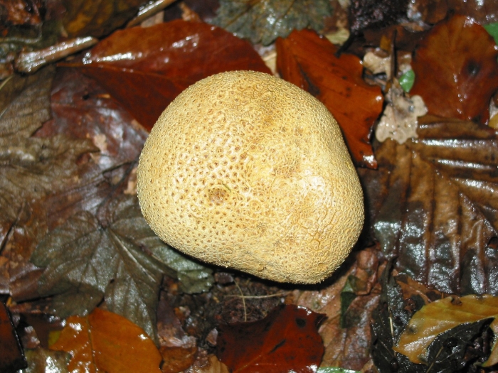 Scleroderma polyrhizum