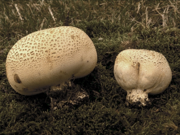 Scleroderma гриб