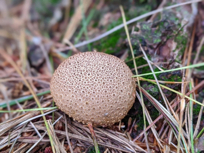 Scleroderma citrinum