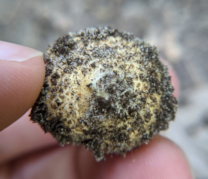 Гриб трюфель