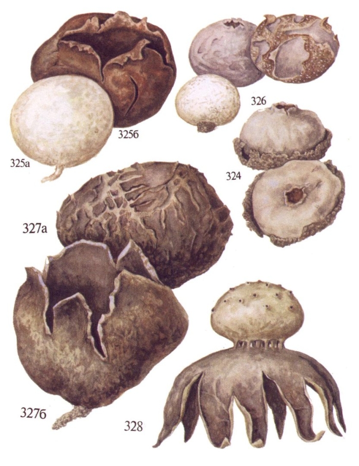 Гриб звездовик сводчатый