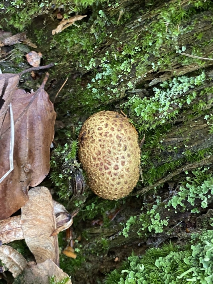 Scleroderma citrinum