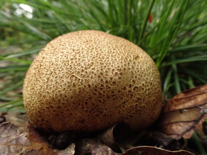 Гриб дождевик ложный