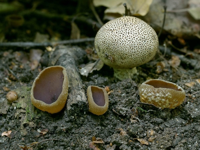 Пецица пузырчатая гриб