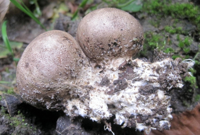 Ложнодождевик луковичный