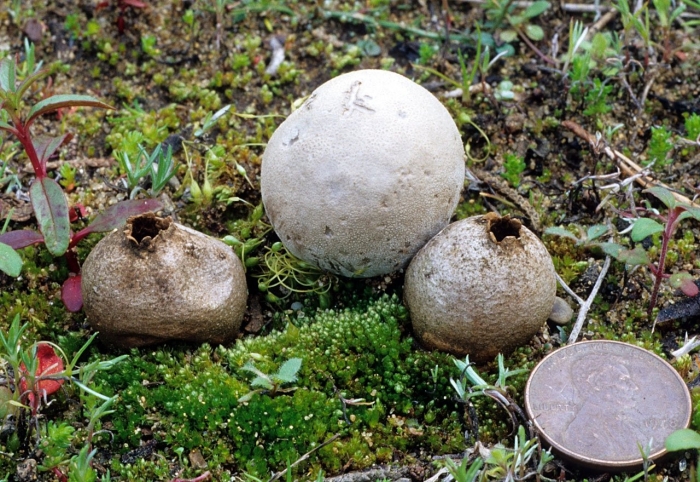 Порховка гриб