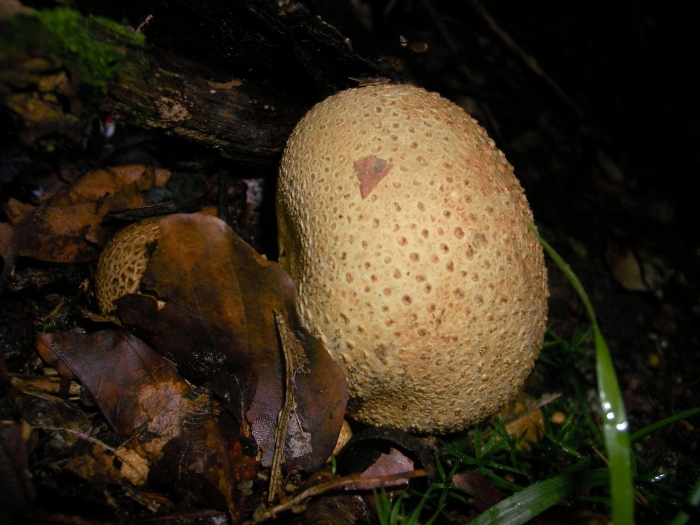 Scleroderma гриб