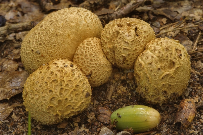 Ложнодождевик гриб