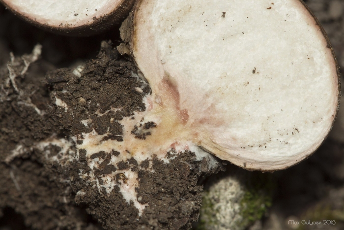 Rhizopogon rubescens