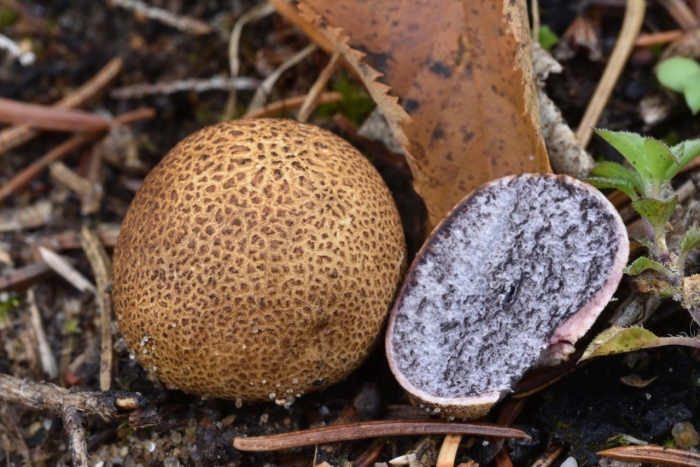 Ложнодождевик пятнистый