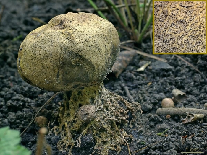 Ложнодождевик бородавчатый