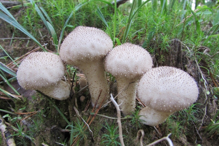 Дождевик шиповатый lycoperdon perlatum