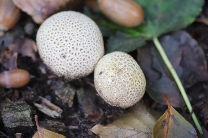 Scleroderma citrinum